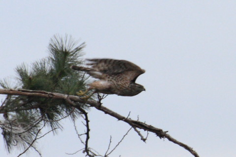 トリミング 2015/2月 TAMRONsp70-300+30D 焦点距離300mm F/8 ss1/1000 ISO400