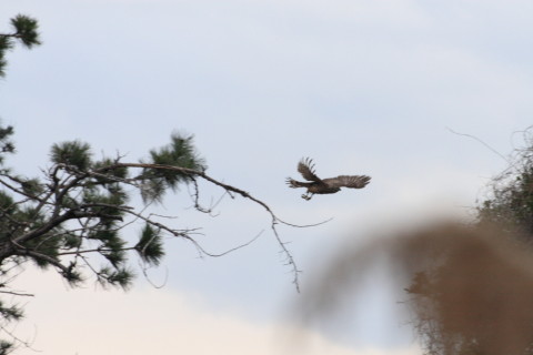 2015/2月 TAMRONsp70-300+30D 焦点距離300mm F/8 ss1/1000 ISO400