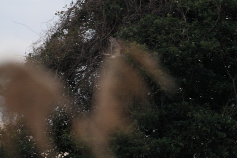 2015/2月 TAMRONsp70-300+30D 焦点距離300mm F/8 ss1/1000 ISO400