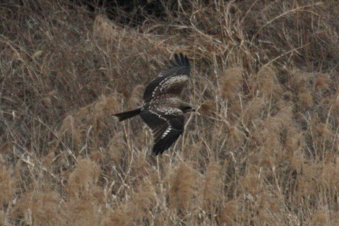 トリミング 2015/2月 TAMRONsp70-300+30D 焦点距離300mm F/8 ss1/1250 ISO400