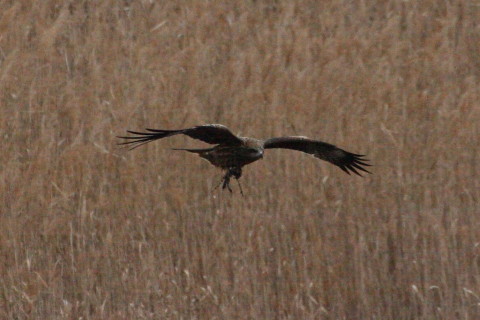 トリミング 2015/2月 TAMRONsp70-300+30D 焦点距離300mm F/8 ss1/1250 ISO400