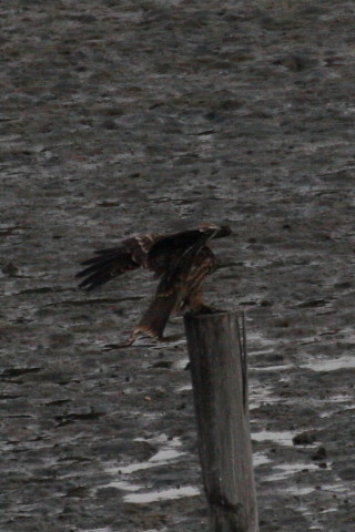 トリミング 2015/2月 TAMRONsp70-300+30D 焦点距離300mm F/8 ss1/1250 ISO400