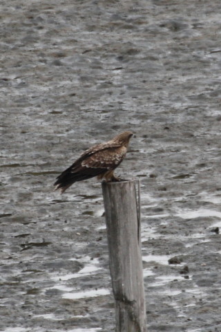 トリミング 2015/2月 TAMRONsp70-300+30D 焦点距離300mm F/8 ss1/1250 ISO400