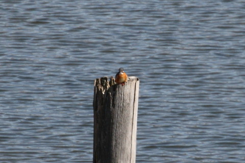 トリミング 2015/2月 TAMRONsp70-300+30D 焦点距離300mm F/8 ss1/1000 ISO400