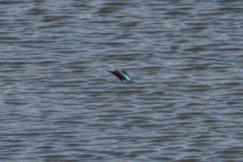 トリミング 2015/2月 TAMRONsp70-300+30D 焦点距離300mm F/8 ss1/1000 ISO400