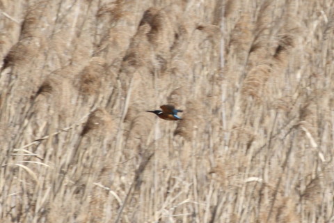 トリミング 2015/2月 TAMRONsp70-300+30D 焦点距離300mm F/8 ss1/1000 ISO400