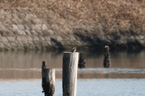 トリミング 2015/2月 TAMRONsp70-300+30D 焦点距離300mm F/8 ss1/1000 ISO400