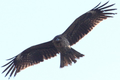 トリミング 2015/2月 TAMRONsp70-300+30D 焦点距離300mm F/8 ss1/1250 ISO400