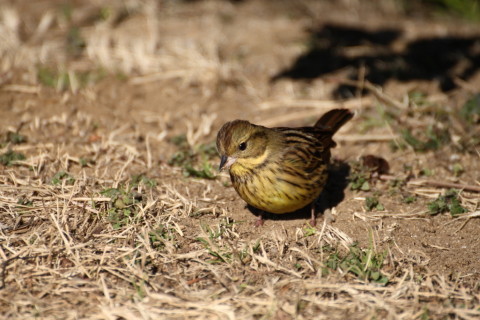 2015/2月 TAMRONsp70-300+30D 焦点距離300mm F/5.6 ss1/2500 ISO400
