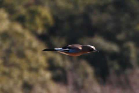 トリミング 2015/2月 TAMRONsp70-300+30D 焦点距離300mm F/8 ss1/1250 ISO400