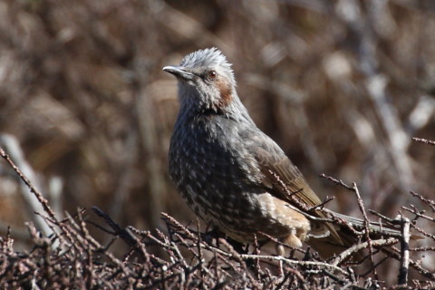 トリミング 2015/2月 TAMRONsp70-300+30D 焦点距離300mm F/8 ss1/500 ISO400