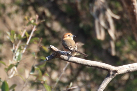 トリミング 2015/2月 TAMRONsp70-300+30D 焦点距離300mm F/8 ss1/400 ISO400