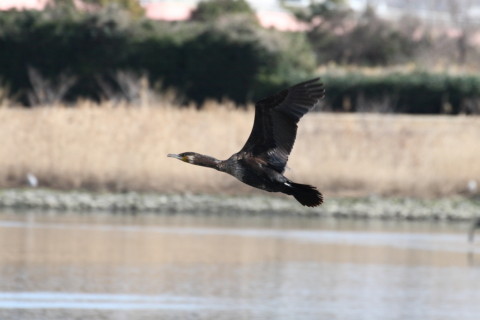 2015/2月 TAMRONsp70-300+30D 焦点距離300mm F/8 ss1/1250 ISO400