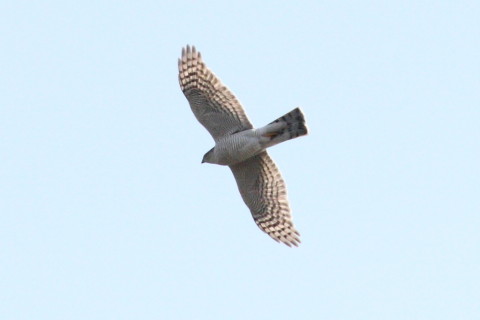 トリミング 2015/2月 TAMRONsp70-300+30D 焦点距離300mm F/8 ss1/2500 ISO400