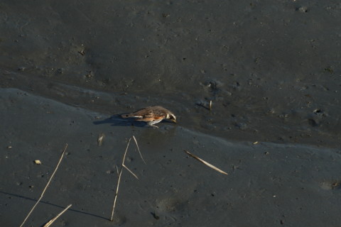 2015/2月 TAMRONsp70-300+30D 焦点距離300mm F/8 ss1/320 ISO400