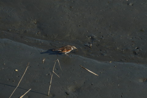 2015/2月 TAMRONsp70-300+30D 焦点距離300mm F/8 ss1/320 ISO400