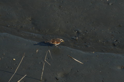 2015/2月 TAMRONsp70-300+30D 焦点距離300mm F/8 ss1/320 ISO400