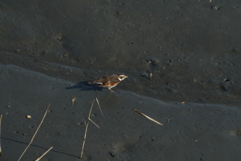 2015/2月 TAMRONsp70-300+30D 焦点距離300mm F/8 ss1/320 ISO400