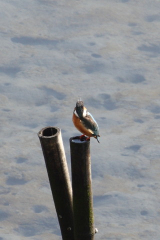 トリミング 2015/2月 TAMRONsp70-300+30D 焦点距離300mm F/8 ss1/250 ISO200