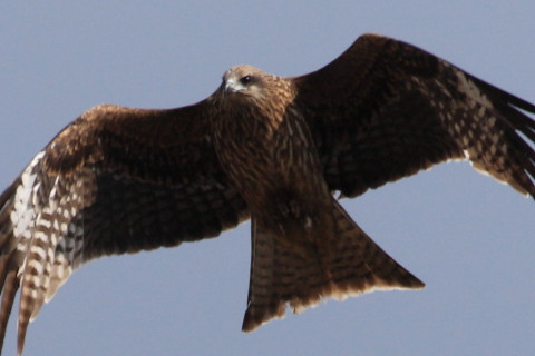 トリミング 2015/2月 TAMRONsp70-300+30D 焦点距離300mm F/7.1 ss1/1250 ISO200