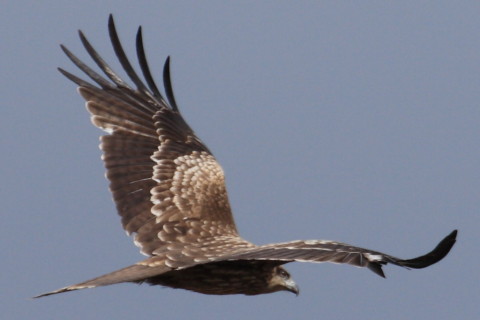 トリミング 2015/2月 TAMRONsp70-300+30D 焦点距離300mm F/7.1 ss1/1250 ISO200