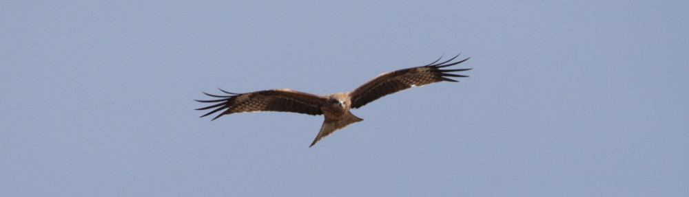 にわかカメラマンの撮ってみた!!（N'sHOME別館）