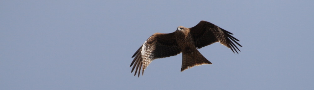 にわかカメラマンの撮ってみた!!（N'sHOME別館）
