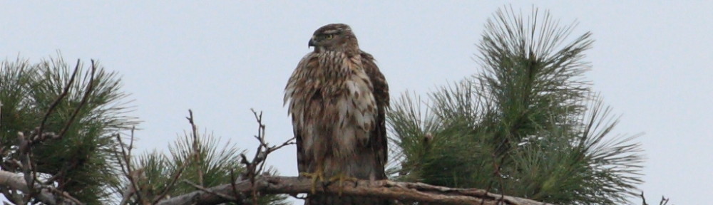 にわかカメラマンの撮ってみた!!（N'sHOME別館）