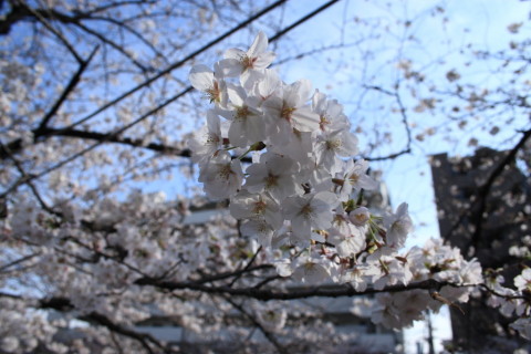 2014/3月 EF-S18-55ⅡUSM+30D 焦点距離18mm F/6.3 ss1/400 ISO100