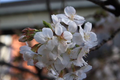 2014/3月 EF-S18-55ⅡUSM+30D 焦点距離55mm F/7.1 ss1/160 ISO100