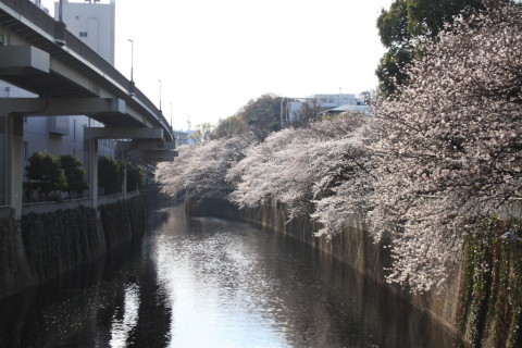 2014/3月 EF-S18-55ⅡUSM+30D 焦点距離33mm F/7.1 ss1/250 ISO100