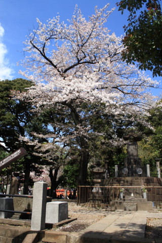 2014/4月 EF-S18-55ⅡUSM+30D 焦点距離21mm F/8 ss1/250 ISO100