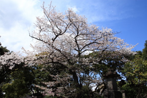 2014/4月 EF-S18-55ⅡUSM+30D 焦点距離18mm F/8 ss1/250 ISO100