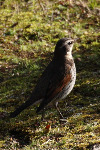 トリミング 2015/2月 TAMRONsp70-300+30D 焦点距離300mm F/8 ss1/800 ISO400