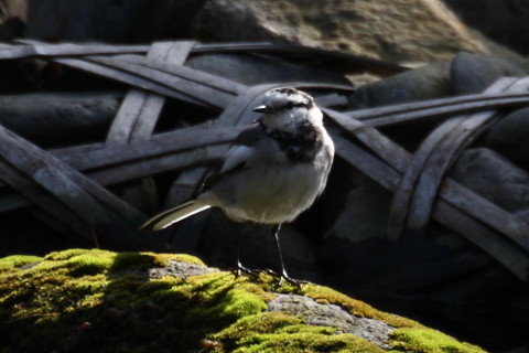 トリミング 2015/2月 TAMRONsp70-300+30D 焦点距離300mm F/8 ss1/320 ISO400
