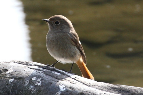 トリミング 2015/2月 TAMRONsp70-300+30D 焦点距離300mm F/8 ss1/250 ISO400