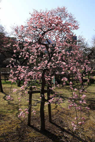 2015/2月 SIGMA17-70+30D 焦点距離17mm F/6.3 ss1/320 ISO100