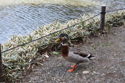 2015/2月 SIGMA17-70+30D 焦点距離41mm F/6.3 ss1/50 ISO100
