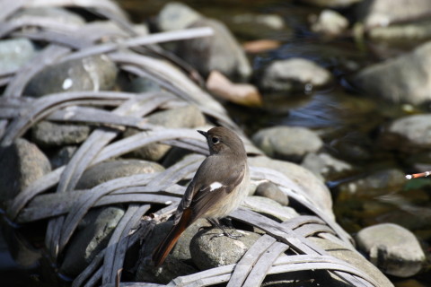2015/2月 TAMRONsp70-300+30D 焦点距離300mm F/8 ss1/500 ISO400