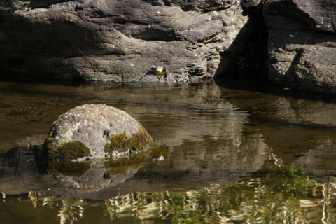 2015/2月 TAMRONsp70-300+30D 焦点距離300mm F/8 ss1/320 ISO400