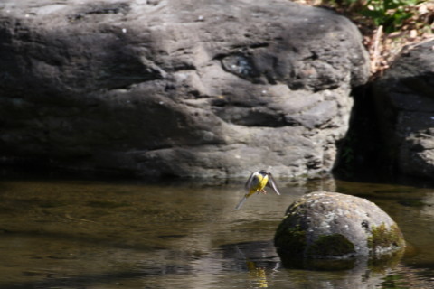 2015/2月 TAMRONsp70-300+30D 焦点距離300mm F/8 ss1/250 ISO400