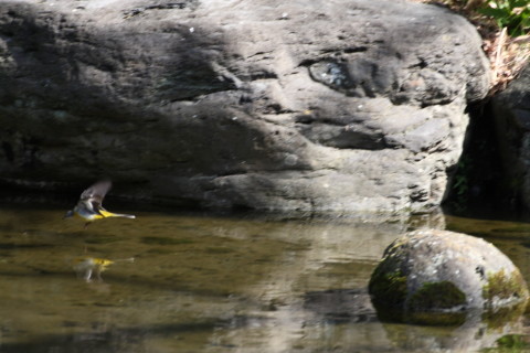 2015/2月 TAMRONsp70-300+30D 焦点距離300mm F/8 ss1/250 ISO400