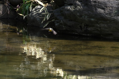 2015/2月 TAMRONsp70-300+30D 焦点距離300mm F/8 ss1/250 ISO400