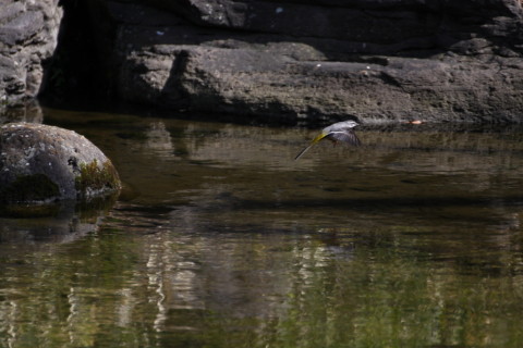 2015/2月 TAMRONsp70-300+30D 焦点距離300mm F/5.6 ss1/1000 ISO400