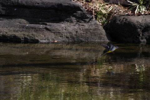 2015/2月 TAMRONsp70-300+30D 焦点距離300mm F/5.6 ss1/1000 ISO400