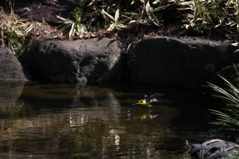 2015/2月 TAMRONsp70-300+30D 焦点距離300mm F/5.6 ss1/1000 ISO400