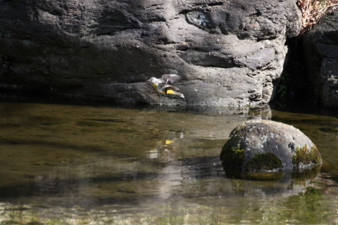 2015/2月 TAMRONsp70-300+30D 焦点距離300mm F/5.6 ss1/500 ISO400