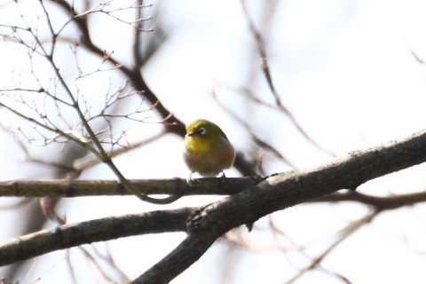 トリミング 2015/2月 TAMRONsp70-300+30D 焦点距離300mm F/5.6 ss1/500 ISO400
