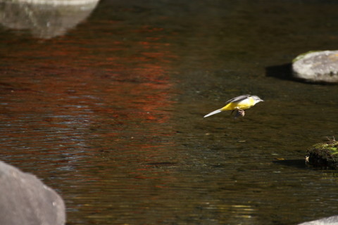 2015/2月 TAMRONsp70-300+30D 焦点距離300mm F/5.6 ss1/640 ISO400