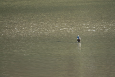 2015/2月 TAMRONsp70-300+30D 焦点距離271mm F/5.6 ss1/500 ISO400